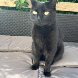 Foto del gato perdido en Saint Thonan