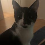 Foto del gato perdido en Orleans