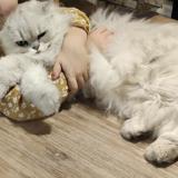 Foto del gato perdido en Allonnes