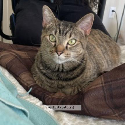 Foto 1/1 Dream Chat perdido en Huntsville