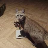 Foto del gato perdido en Le Mans