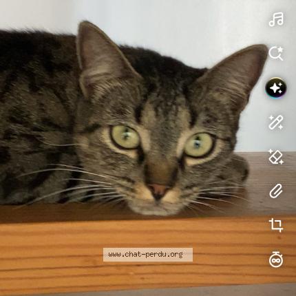 Foto 1/1 Sacha Chat perdido en Thouars