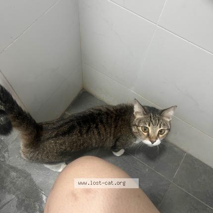 Foto 1/1 Latte Chat perdido en Singapore