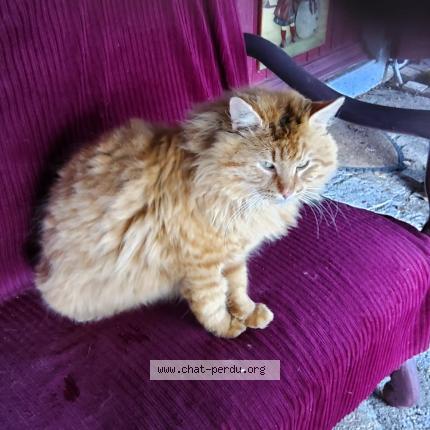 Foto 2/2 Gato encontrado Encontrado en Loye sur arnon