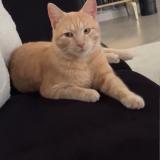 Foto del gato perdido en Estrablin