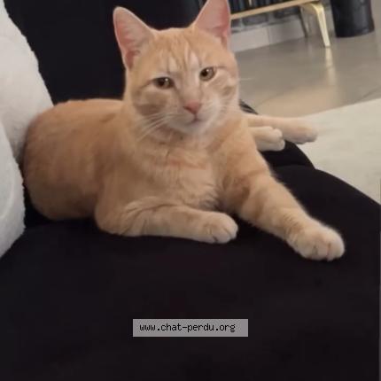 Foto 1/1 Rifki Chat perdido en Estrablin