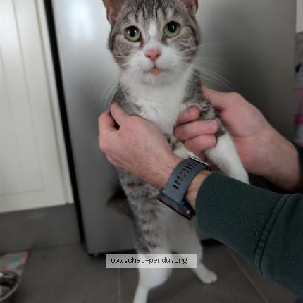 Foto 1/1 Gato encontrado Encontrado en Nointel