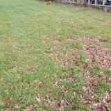 Foto de gato encontrado en Le Rheu