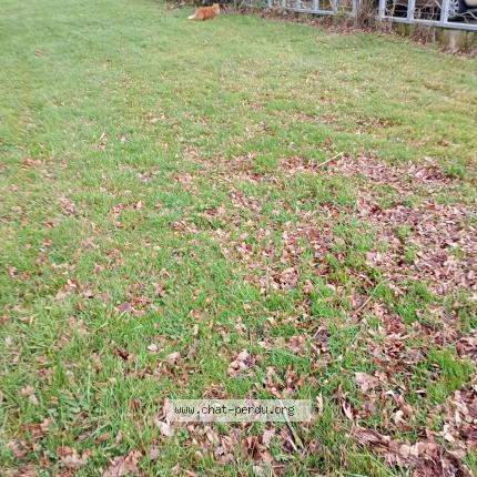 Foto 1/1 Gato encontrado Encontrado en Le rheu