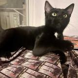 Foto del gato perdido en Sainte Marie La Mer