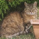 Foto del gato perdido en Ecrouves