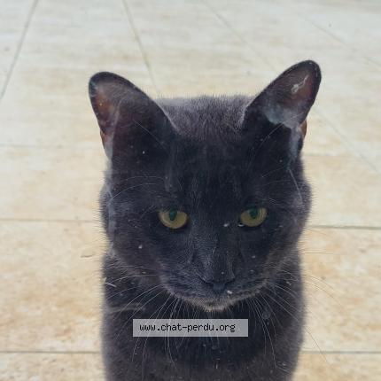 Foto 1/1 Gato encontrado Encontrado en La foret le roi