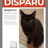 Foto del gato perdido en Marseille 15