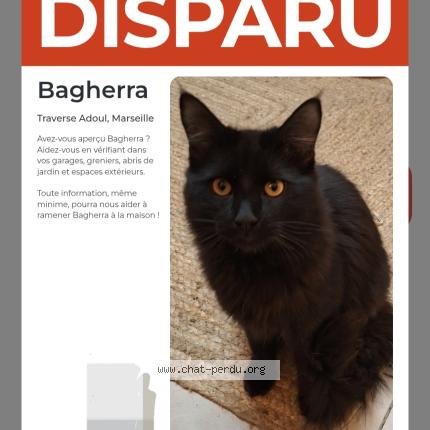 Foto 1/1 Bagherra Chat perdido en Marseille 15