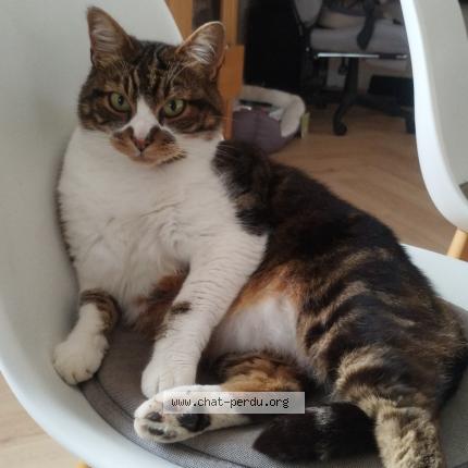 Foto 1/1 P'tit Guy Chat perdido en Lanhouarneau