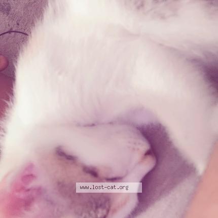 Foto 1/1 Bindu Chat perdido en Dehradun