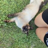 Foto del gato perdido en Romans Sur Isere