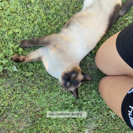 Foto 1/1 Beocca Chat perdido en Romans sur isere