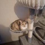 Foto del gato perdido en Nevers