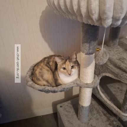 Foto 1/1 Lilou Chat perdido en Nevers