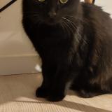 Foto de gato encontrado en Rochefort