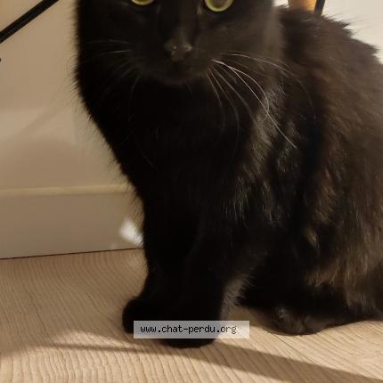 Foto 1/1 Gato encontrado Encontrado en Rochefort