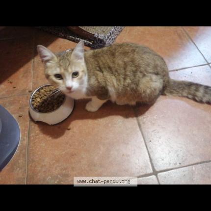 Foto 1/1 Indi Chat perdido en Bidart