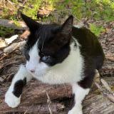 Foto del gato perdido en Montauban