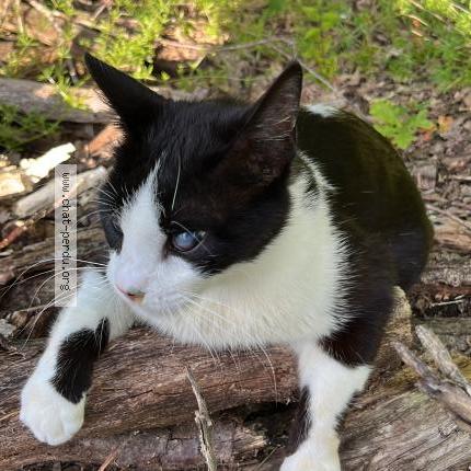 Foto 1/1 Gary Chat perdido en Montauban