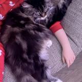 Foto del gato perdido en Flixecourt