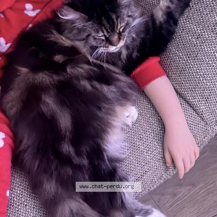 Foto 1/2 Pewee Chat perdido en Flixecourt