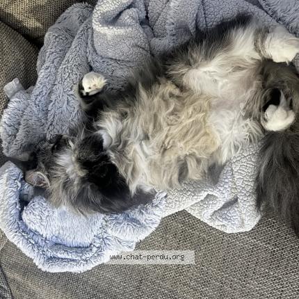 Foto 2/2 Pewee Chat perdido en Flixecourt