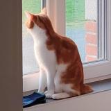 Foto del gato perdido en Saint Jean De Monts