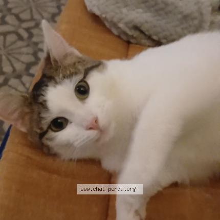 Foto 1/1 Wifi Chat perdido en Saint leger