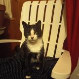 Foto del gato perdido en Bordeaux