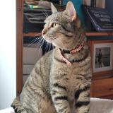 Foto del gato perdido en Nogent Sur Marne