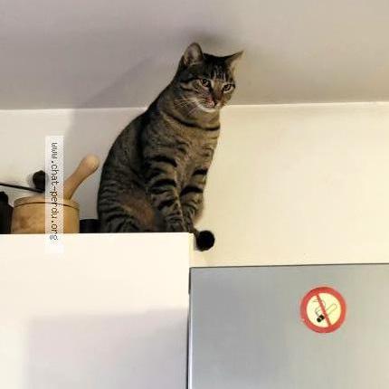 Foto 2/4 Gato encontrado Perdido en Nogent sur marne