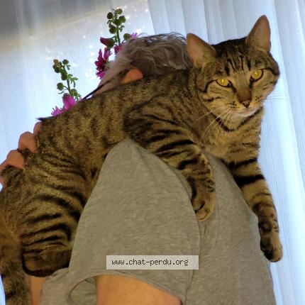 Foto 3/4 Gato encontrado Perdido en Nogent sur marne