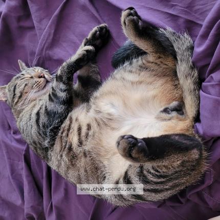 Foto 4/4 Gato encontrado Perdido en Nogent sur marne