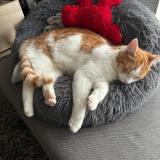 Foto del gato perdido en Flers