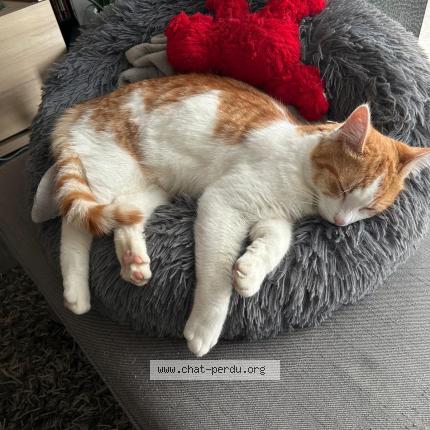 Foto 1/1 Rio Chat perdido en Flers