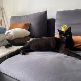 Foto del gato perdido en Aix En Provence