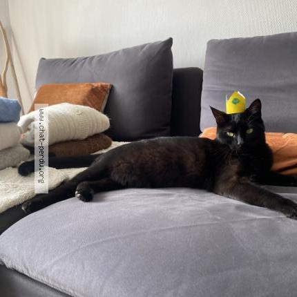 Foto 1/1 Charlotte Chat perdido en Aix en provence