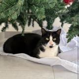 Foto del gato perdido en Trementines