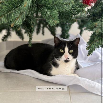 Foto 1/1 Vita Chat perdido en Trementines