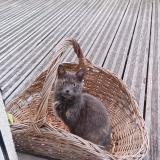 Foto de gato encontrado en Jargeau