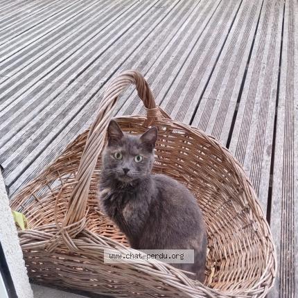 Foto 1/1 Gato encontrado Encontrado en Jargeau