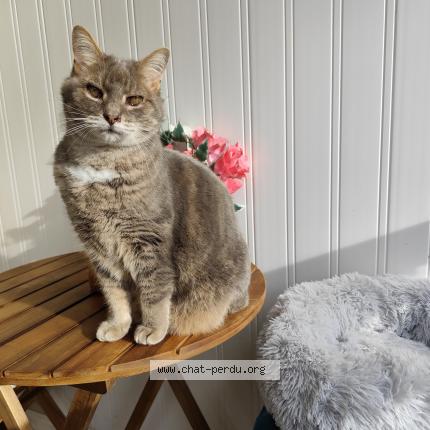 Foto 1/1 Minouchcat Chat perdido en Bassussarry