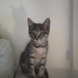 Foto del gato perdido en Mulhouse