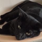 Foto del gato perdido en Pornic